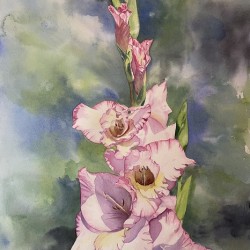 Gladiolus