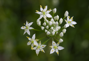 Garlic Chive After Rain