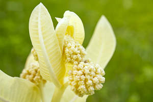 Albino Milkweed