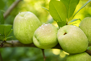 Quince Fruit Row