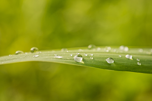 Water Droplets on Grasshalm I