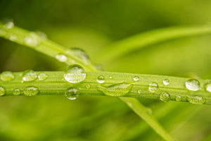 Crossing Grass Halms with Water Droplets