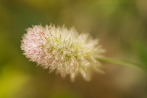 Rabbitfoot Clover with Raindrops