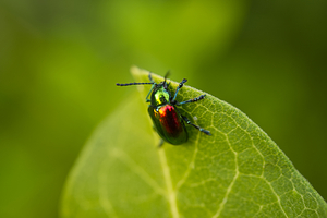 Dogbane Leaf Beetle