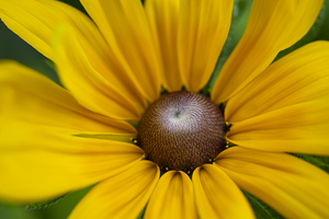 Jerusalem Artichokes Flower