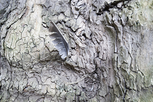 Feather in a Tree