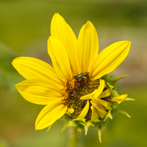 Small Sunflower with Fly II