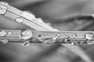 Grass Crossing with Water Droplets