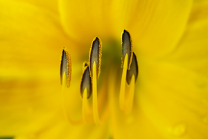 Orange Lily Stamen II 