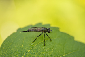 Northestern Hammertail on Sunflower Leaf