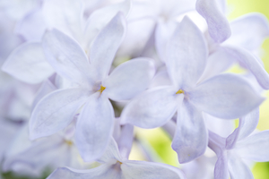 Violet Lilac Flower Macro