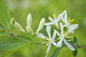 White Honeysuckle Flower on Branch