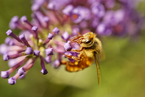 Honeybee on Purple Butterflybush Flower Profile
