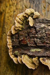 Small Turkey Tail Mushroom on Wood