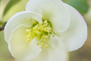 Big White Quince Flower 