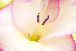 White and Pink Gladiolus Flower
