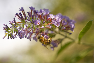 Honeybee on Purple Butterfly Bush Flower