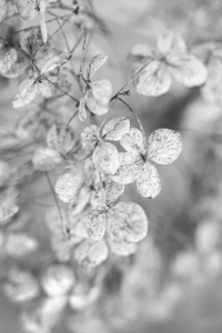Dried Hydrangea B and White