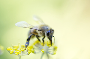 Honeybee on Yellow Fennel Flower
