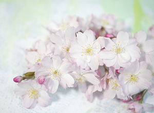 Pink Cherry Blossom on Pastel I