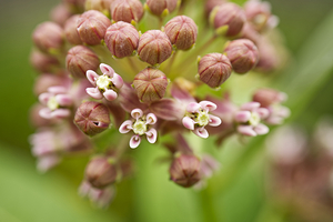 Pink Milkweed Buds Closed and Open
