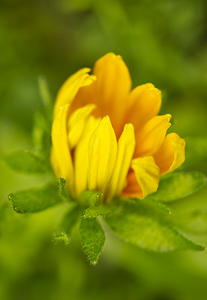 Jerusalem Artichokes Flower Opening