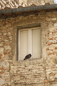 Pigeon on Windowsill 