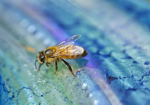 Honeybee on Drinking IV