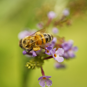 Honeybee with Purple Flowers