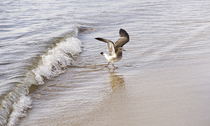 Laughing Gull Running From Wave