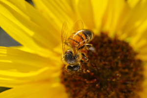 Honeybee on Sunflower 0704 3