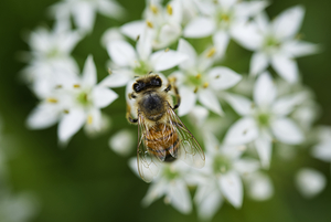 Bee on Garlic Flower 0909