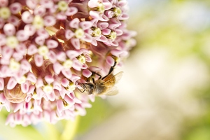 Honeybee on Milkweed Left Side CR