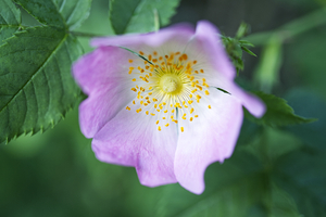 Pink Rose with Leaves II