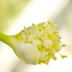 Garlic Bulbils Spoon Square