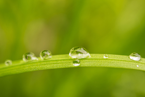 Large and Small Water Droplets on Grasshalm