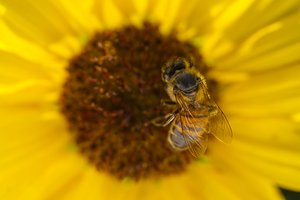 Honeybee on Sunflower 0704 2