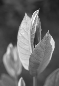 Sunkissed Green Milkweed