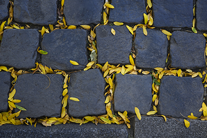 Cobblestones and Yellow Leaves