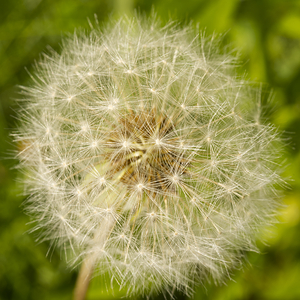 Dandelion Puffball with Green II