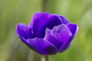 Purple Poppy Anemone  Single Flower