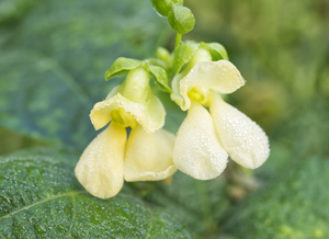 Bean Flowers Buttery Yellow 