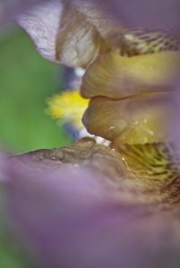 Bearded Iris Abstract Macro