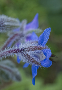 Blue Borage Flower Back