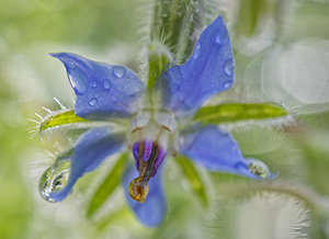 Blue Borage Flower after a Summer Storm  