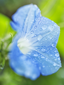 Blue Morning Glory Covered in Raindrops