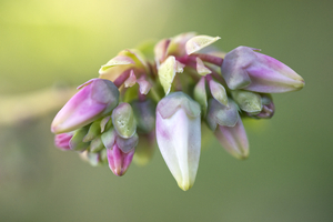 Blueberry Blossoms Pink and Purple