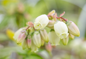 Pastel Blueberry Flower Cluster 0425