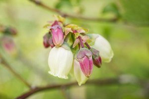 Blueberry Blossoms and Buds Macro 0421