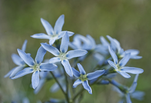Blue Star Flowers